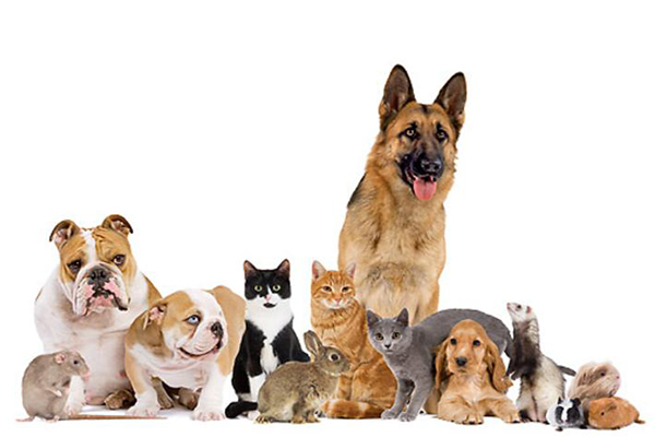 Animal and Pet Care